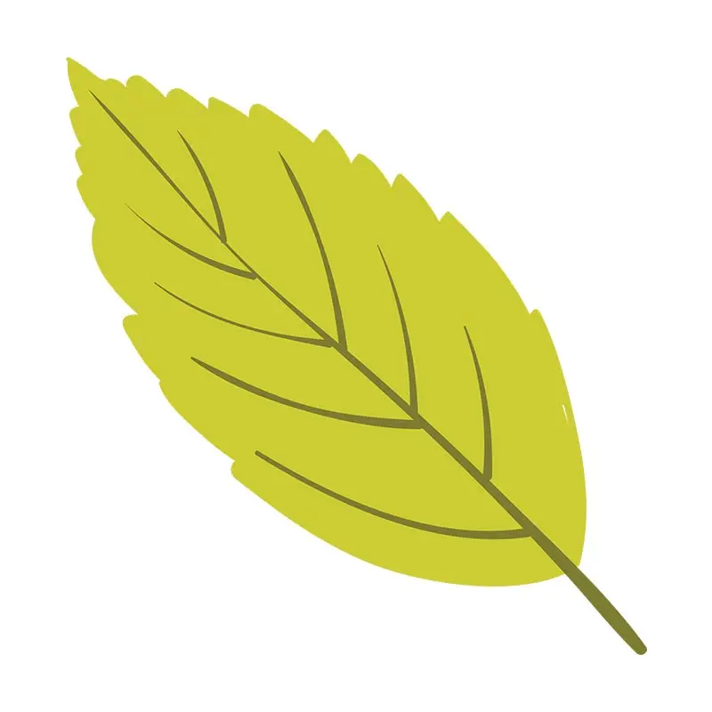 Green Chartreuse Autumn Leaf Vector Art