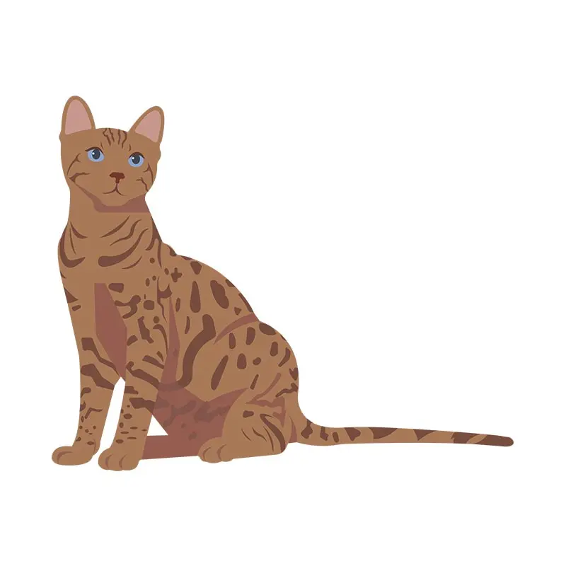 Elegant Curious Bengal Cat Vector Art