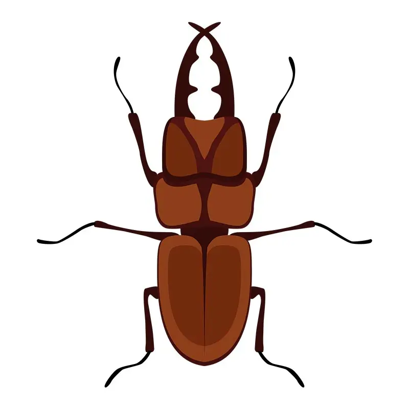 Rhinoceros Horn Beetle Vector Art
