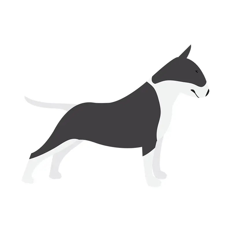 Bull Terrier Side View Vector Art