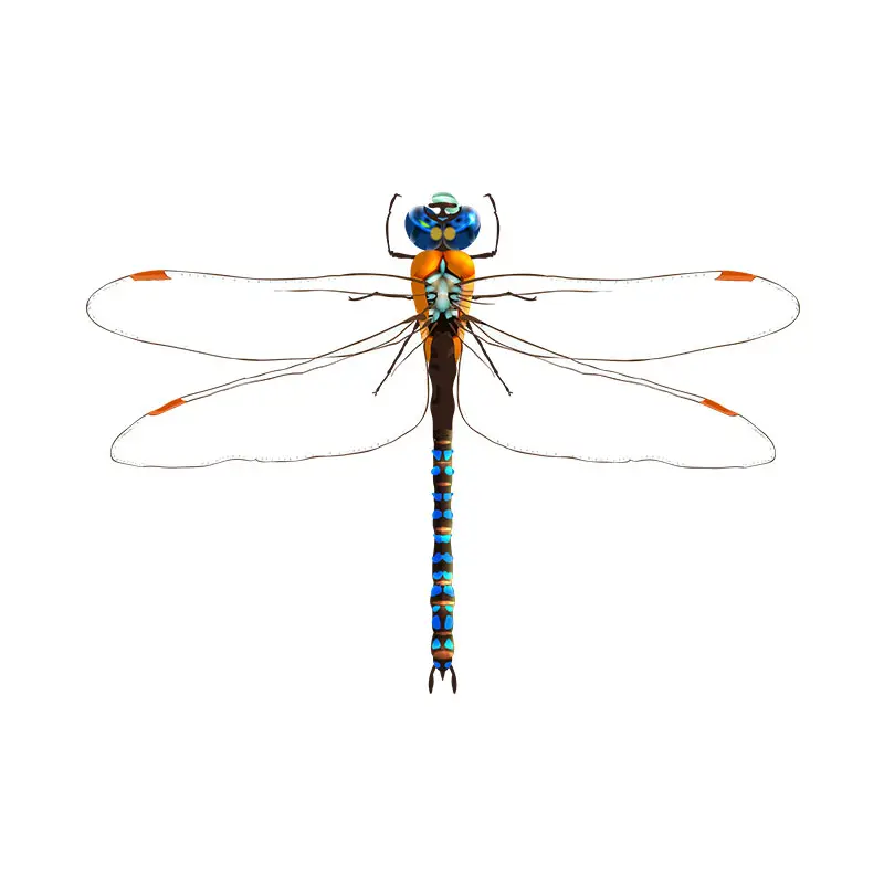 Blue Dasher Dragon Fly Vector Art