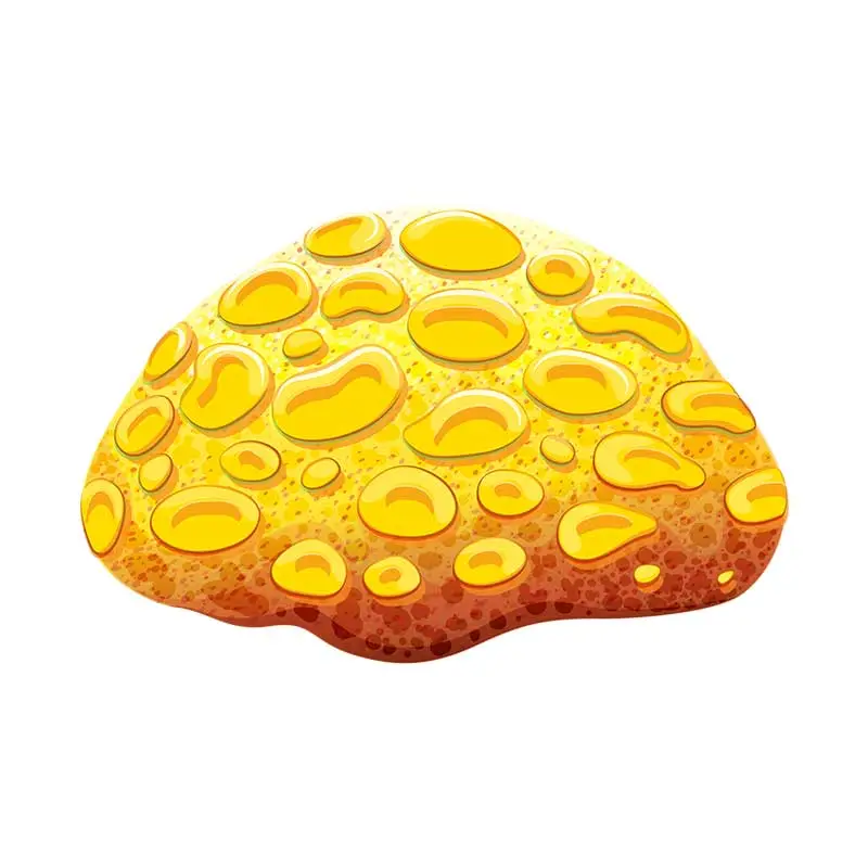Great Star Coral Vector Art