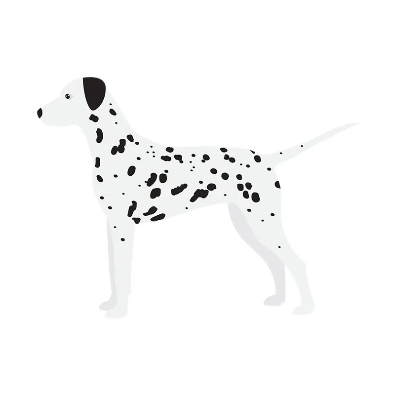 Chivalrous Dalmation Dog Side View Vector Art