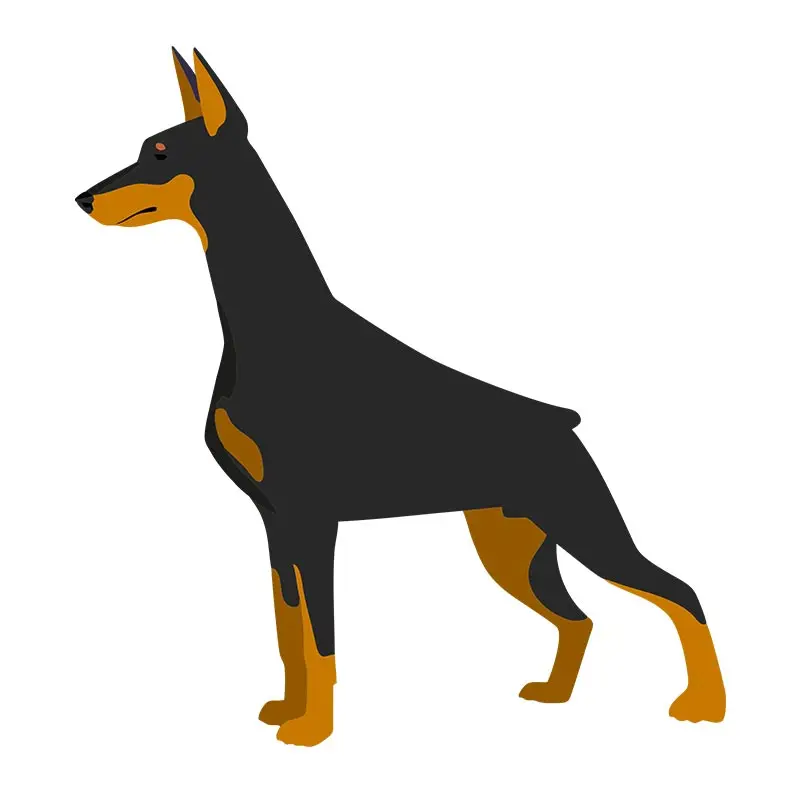 Athletic Doberman Dog Left Side View Vector Art