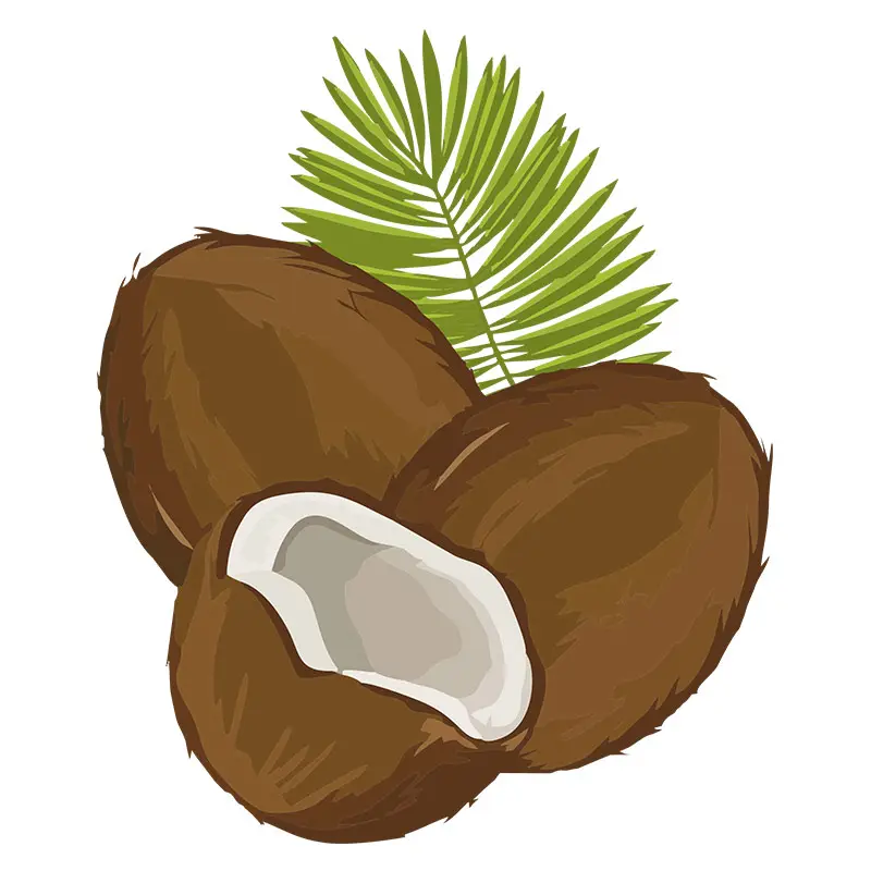 Old Brown Cococnuts with Leaves Vector Art