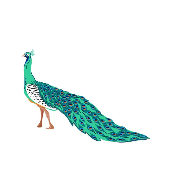Engrossing Peacock Vector Art