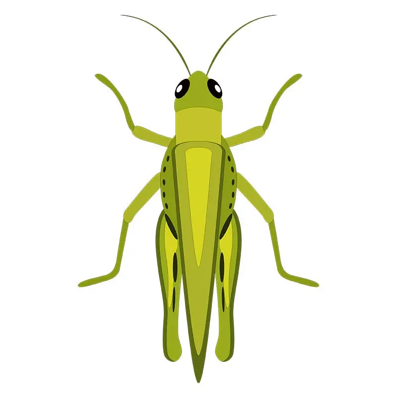 Large Green Grasshopper Insect Vector Art