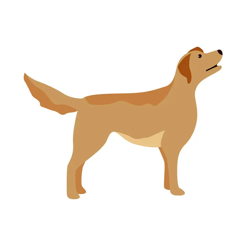 Labrador Retriever Dog Vector