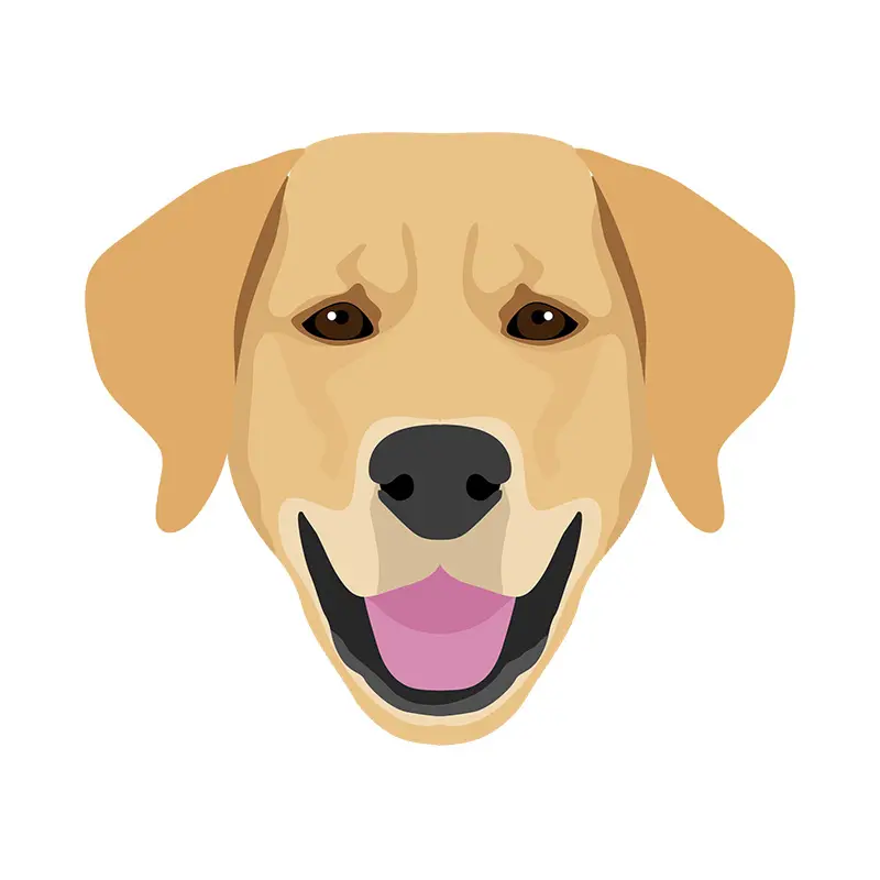 Labrador Face Vector Art