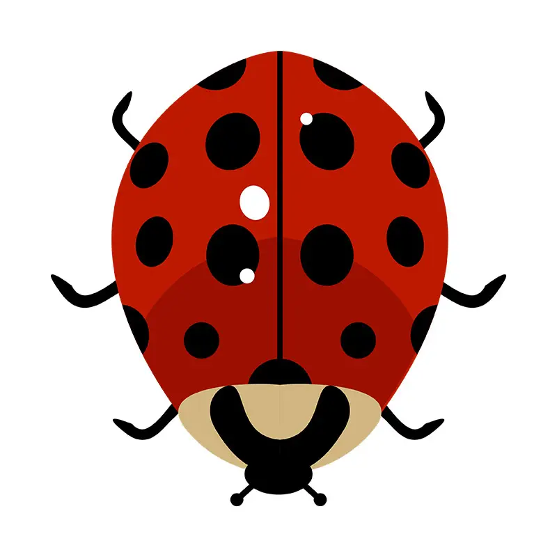 Convergent Lady Beetle Bug Vector Art