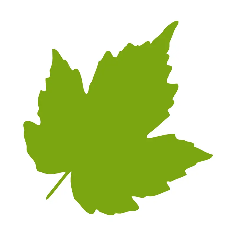 Lovely Shimmery Silver Maple Leaf Vector Art