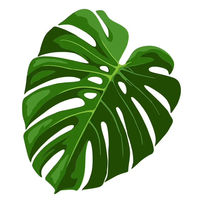 Aromatic Swiss Cheese Plant Leaf Vector Art