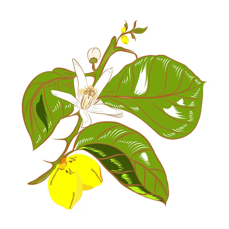 Evergreen Lemon Flowered Art Vector Art