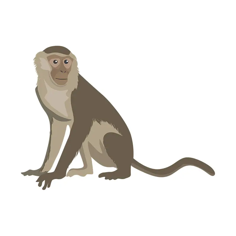 Capuchin Monkey Vector Art