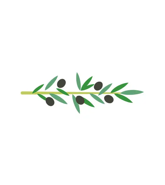 Olives Leaves Vector Art