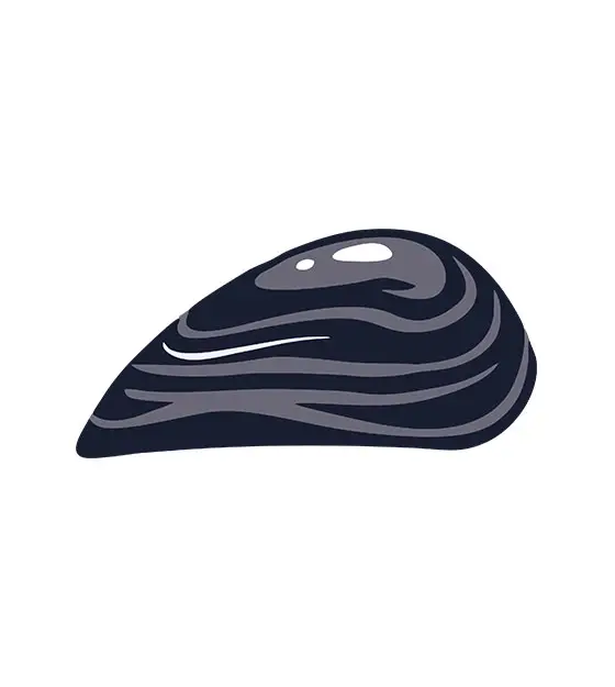 Oyster Shell Vector File