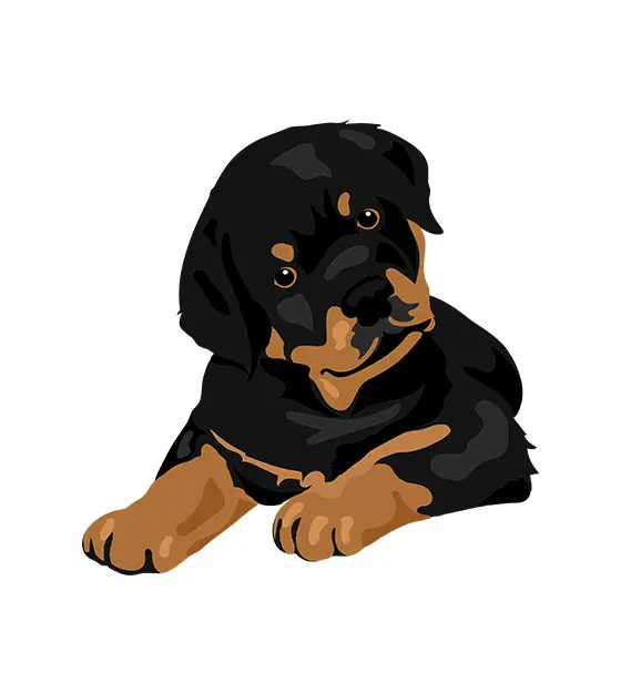 Rottweiler Puppy Vector