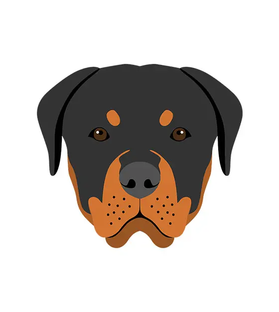 American Rottweiler Dog Face Vector