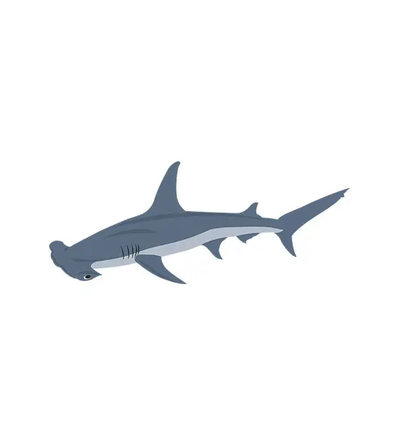 Shark Vector
