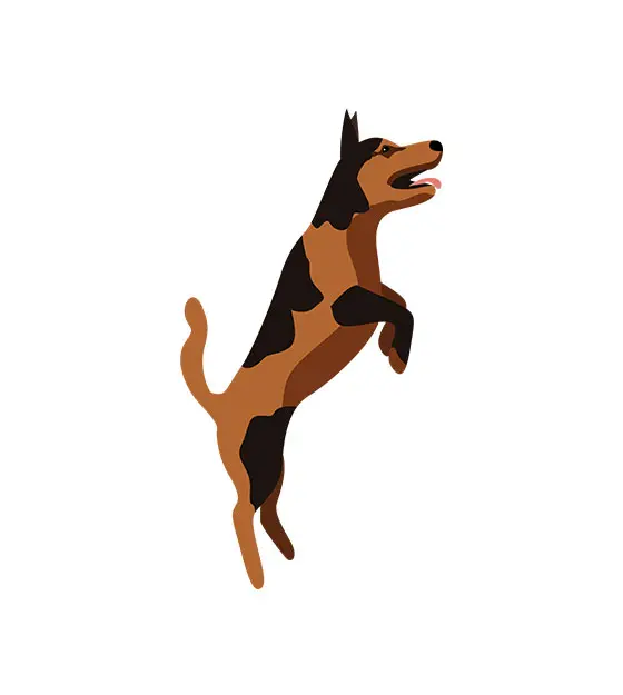 Jumping Dog Vector