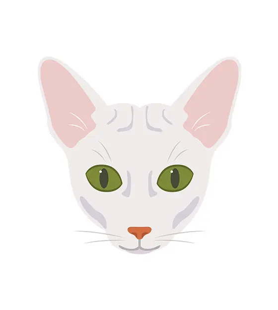 Sphynx Face Vector Design