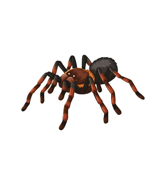 Spider Vector Art