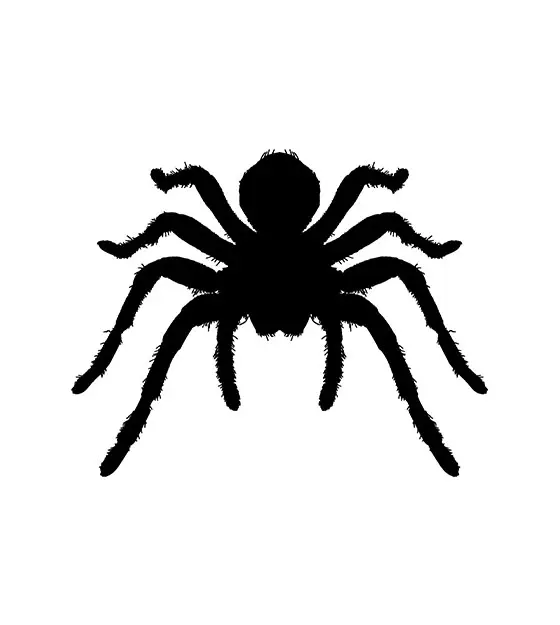 Spider Silhouette