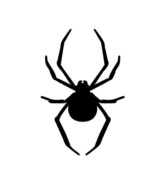 Spider Silhouette Design