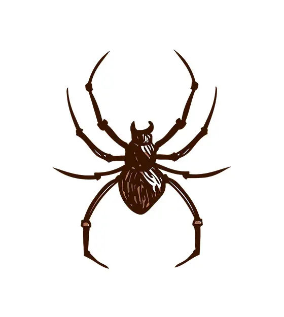 Spider Vector Design