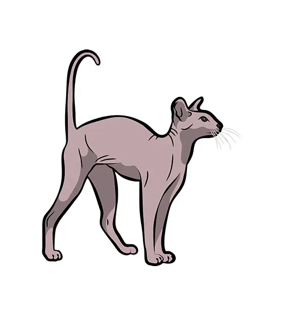 Devon Rex Vector Design