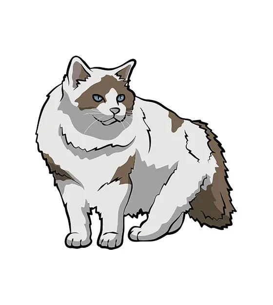 Ragamuffin Cat Vector