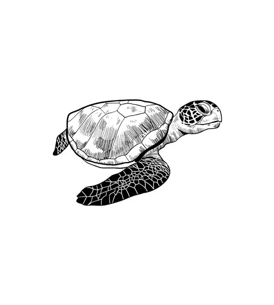 Meticulous Turtle Outline Sketch Vector Art