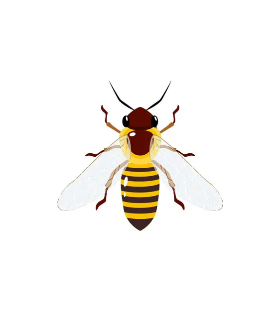 Alluring Sand Wasp Vector Art