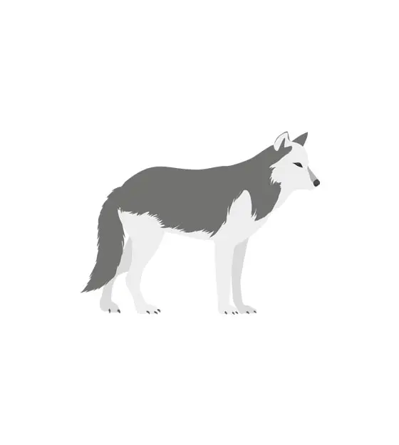 Wolf Vector Art – Grey and White Wolf Vector