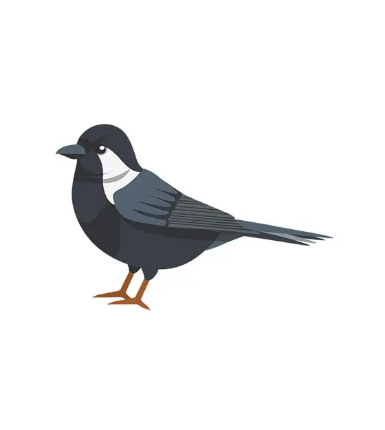 Cute Robin Bird Vector Art