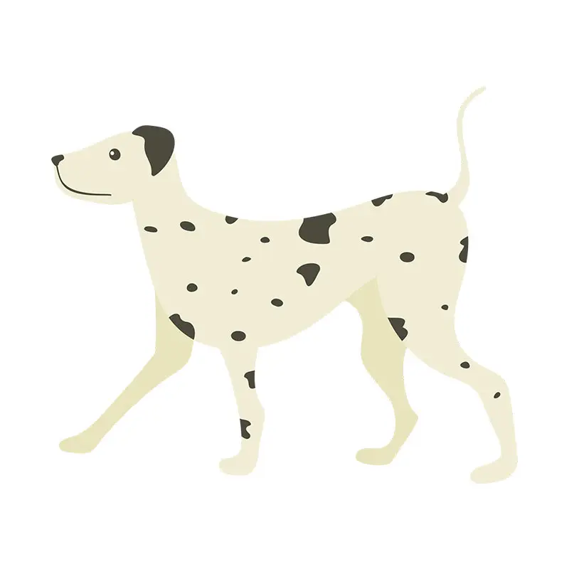 Elegant Light Colored Dalmatian Dog Vector Art
