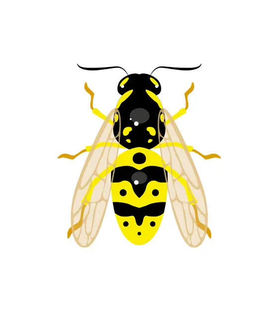 German Wasp Vector Art