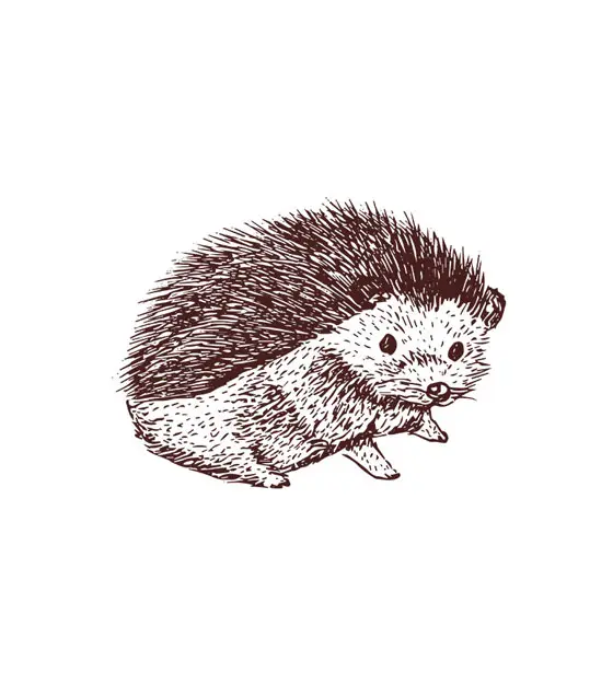 Hedgehog Sketch Vector Art