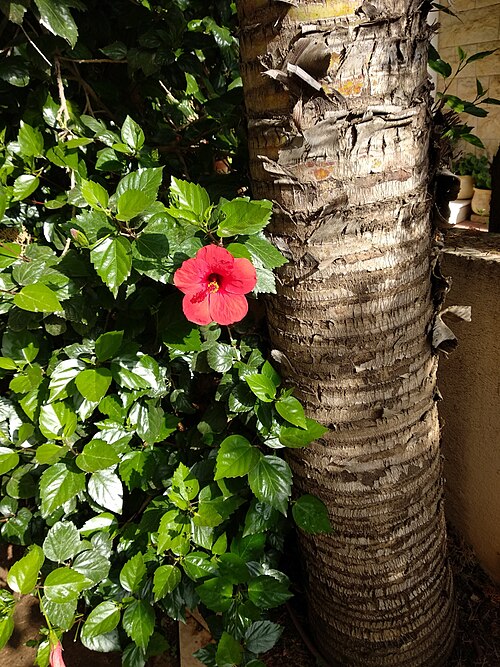 Real hibiscus photograph